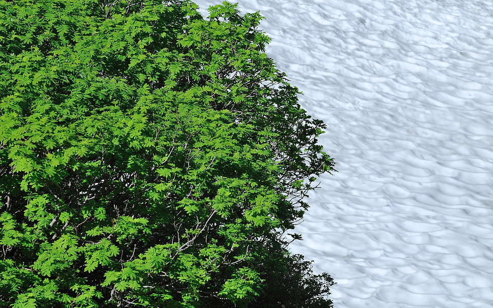 green tree HD wallpaper